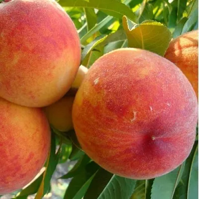 Персик ДИВНЫЙ  Персик ДИВНЫЙ в Костроме