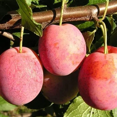 Слива ВИКТОРИЯ в Костроме