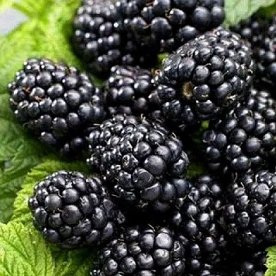 Ежевика БЖЕЗИНА бесшипная  Ежевика БЖЕЗИНА бесшипная в Костроме