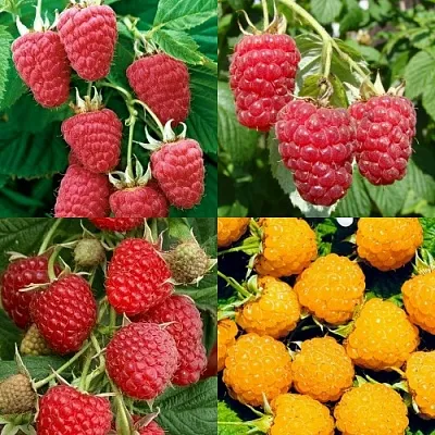 Комплект МАЛИНОВОЕ АССОРТИ в Костроме