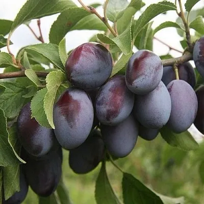 Слива РЕНКЛОД  Слива РЕНКЛОД в Костроме