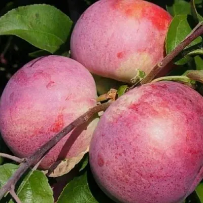 Яблоня БЕЛОРУССКОЕ МАЛИНОВОЕ  Яблоня БЕЛОРУССКОЕ МАЛИНОВОЕ в Костроме