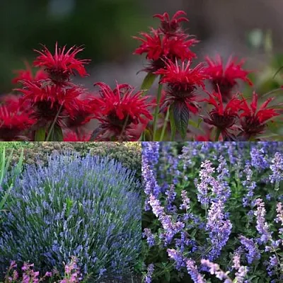 Комплект АРОМАТНЫЙ ЧАЙ в Костроме