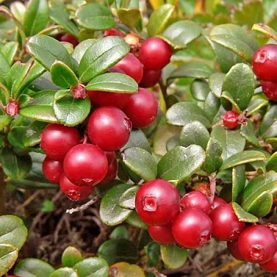 Брусника садовая АМЕРЛАНД в Костроме