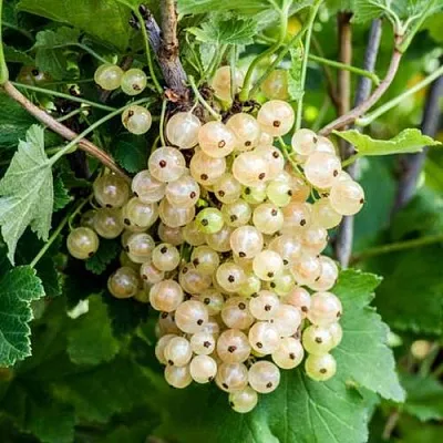 Смородина белая БЕЛАЯ ПОТАПЕНКО  Смородина белая БЕЛАЯ ПОТАПЕНКО в Костроме