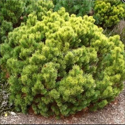 Ель ДАНС ДВАРФ обыкновення  Ель ДАНС ДВАРФ обыкновення в Костроме