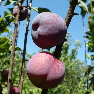 Плумкот ВЕЙ ВОНГ  Плумкот ВЕЙ ВОНГ в Костроме