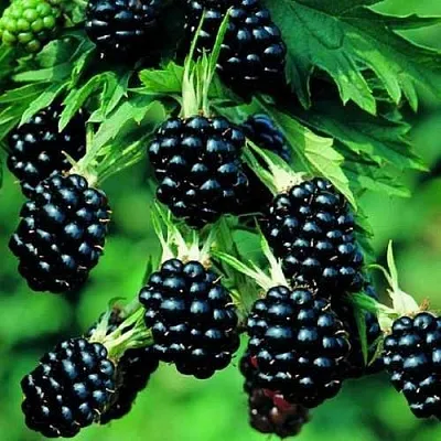 Ежевика КИТАНИНИ бесшипная  Ежевика КИТАНИНИ бесшипная в Костроме