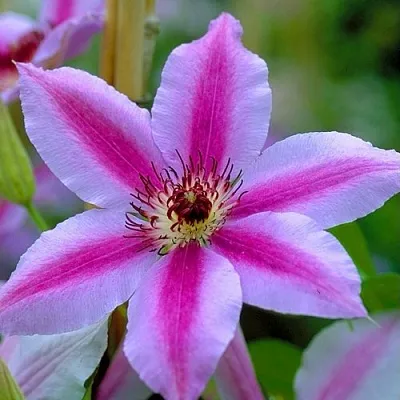 Клематис НЕЛЛИ МОЗЕР  Клематис НЕЛЛИ МОЗЕР в Костроме