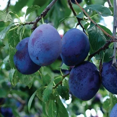 Слива ЭМПРЕСС  Слива ЭМПРЕСС в Костроме