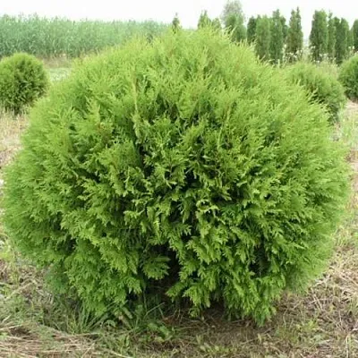 Туя ГЛОБОЗА западная в Костроме