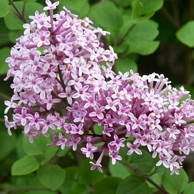 Сирень ПАЛИБИН   Сирень ПАЛИБИН  в Костроме