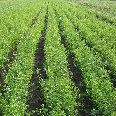 Подвой в Костроме