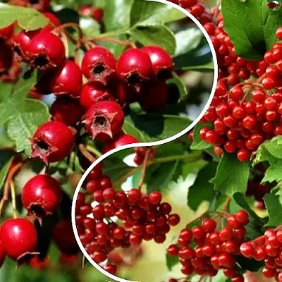 Комплект БУДЬ ЗДОРОВ в Костроме