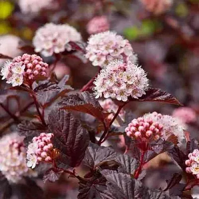 Пузыреплодник АНДРЕ   Пузыреплодник АНДРЕ  в Костроме