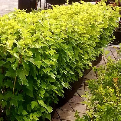 Комплект АНГЕЛ ГОЛД в Костроме