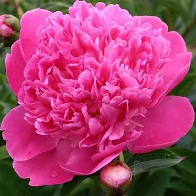 Пион ЭДУЛИС СУПЕРБА травянистый  Пион ЭДУЛИС СУПЕРБА травянистый в Костроме