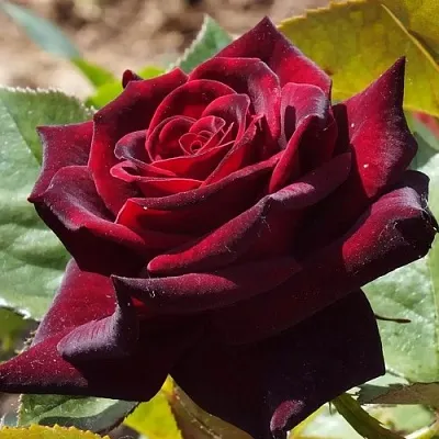 Саженцы роз БЛЭК БАККАРА чайно-гибридная в Костроме