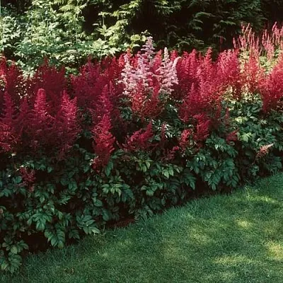 Астильба ГРАНАТ Арендса в Костроме