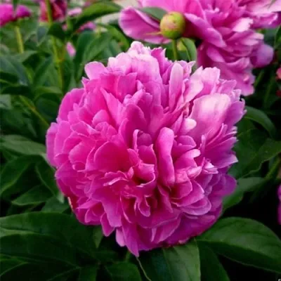 Пион ФЕЛИКС КРАУССЕ травянистый  Пион ФЕЛИКС КРАУССЕ травянистый в Костроме