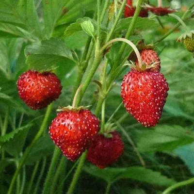 Земляника АЛЬПИЙСКАЯ в Костроме