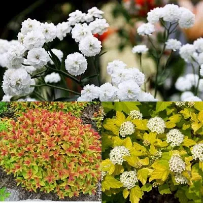 Комплект СОЛНЕЧНЫЙ МИКС в Костроме