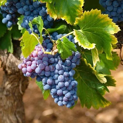 Виноград ЗИЛГА в Костроме