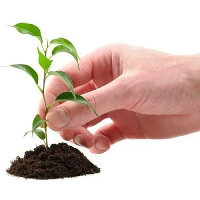 Саженцы в Костроме