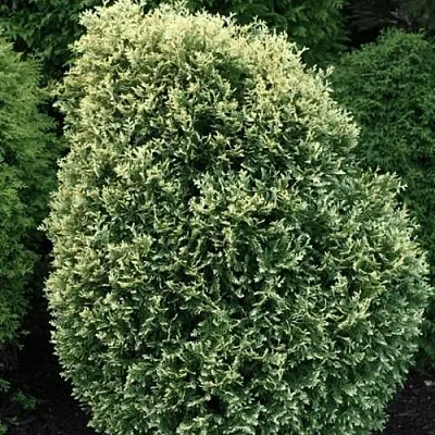 Туя ЛИТОМИШИЛ западная в Костроме