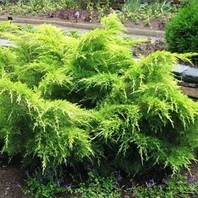 Можжевельник ГОЛД КОСТ средний  Можжевельник ГОЛД КОСТ средний в Костроме