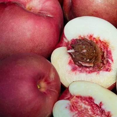 НЕКТАПЛЮМ  НЕКТАПЛЮМ в Костроме