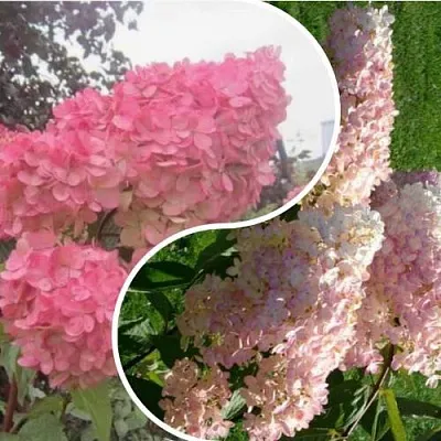 Комплект МНОГОГРАННОСТЬ в Костроме