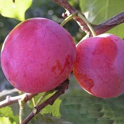 Слива ДЕЛИКАТНАЯ в Костроме