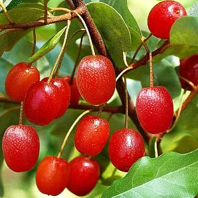 Гуми в Костроме