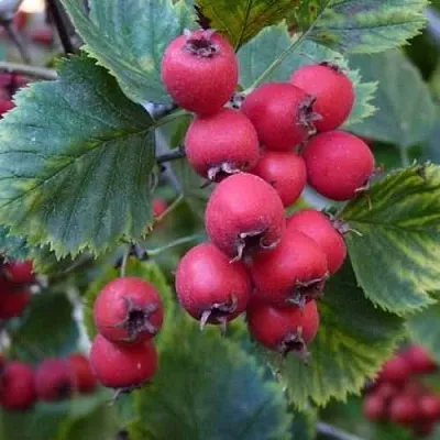 Боярышник АРНОЛЬДА  Боярышник АРНОЛЬДА в Костроме