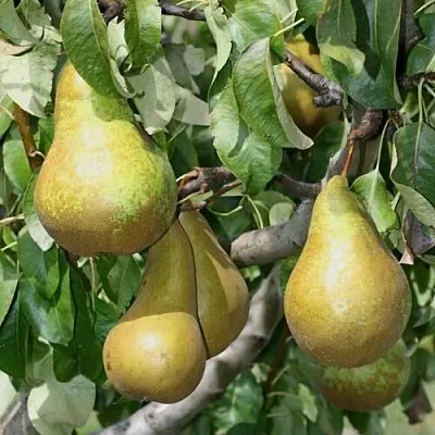 Груша САПФИРА колонновидная  Груша САПФИРА колонновидная в Костроме