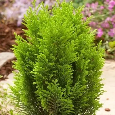 Кипарисовик ЭЛВУДИ ГОЛД лавсона  Кипарисовик ЭЛВУДИ ГОЛД лавсона в Костроме