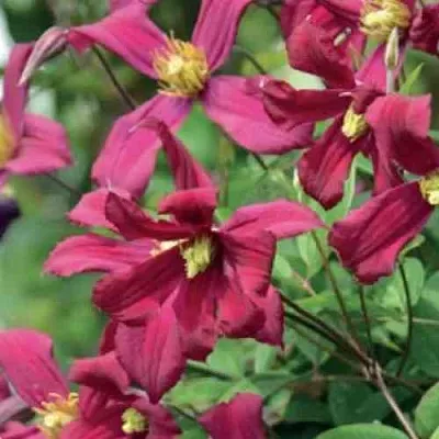 Клематис СТРОУБЕРРИ ФИЛДС  Клематис СТРОУБЕРРИ ФИЛДС в Костроме