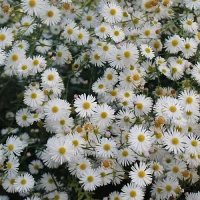 Болтония СНОУБЭНК в Костроме