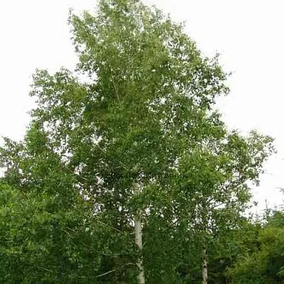 Береза бородавчатая  Береза бородавчатая в Костроме