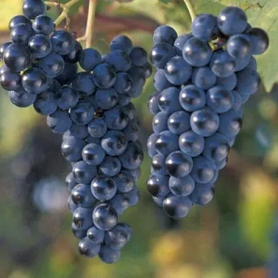 Виноград МАРКЕТТ в Костроме