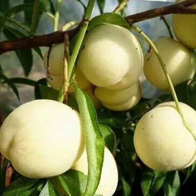 Персик АЙС ПИЧ  Персик АЙС ПИЧ в Костроме