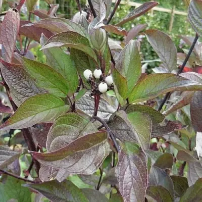 Дерен КЕССЕЛЬРИНГИ в Костроме