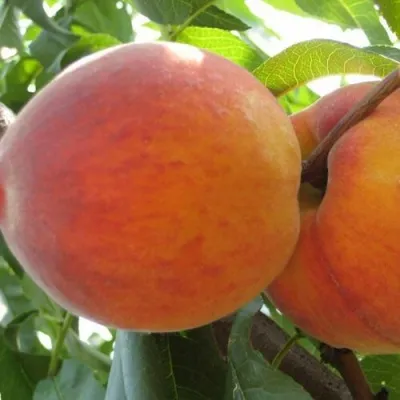 Персик СОЧНЫЙ — описание сорта Персик СОЧНЫЙ в Костроме