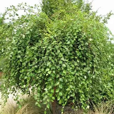 Береза САММЕР КАСКАД черная в Костроме