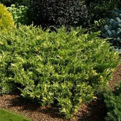 Можжевельник ВАРИЕГАТА казацкий  Можжевельник ВАРИЕГАТА казацкий в Костроме