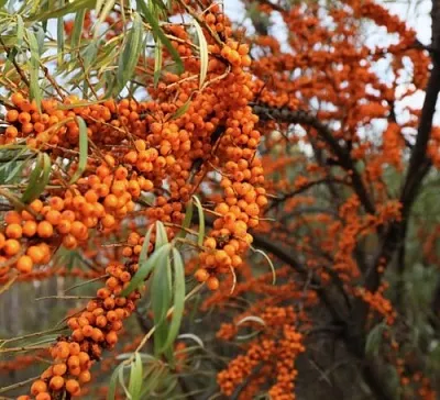 Облепиха СЕРАФИМА  Облепиха СЕРАФИМА в Костроме