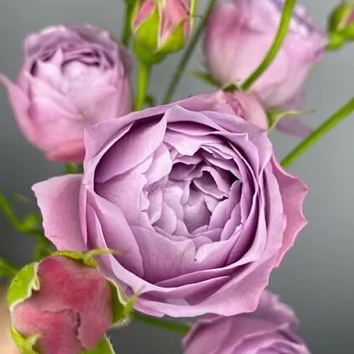 Саженцы роз ЛАВЕНДЕР БАБЛС спрей  Саженцы роз ЛАВЕНДЕР БАБЛС спрей в Костроме