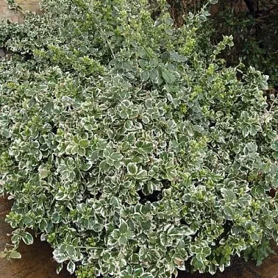 Бересклет ЭМЕРАЛЬД ГАИТИ форчуна  Бересклет ЭМЕРАЛЬД ГАИТИ форчуна в Костроме