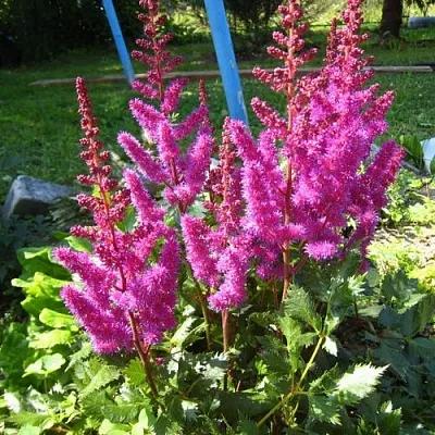 Астильба ЭЛИЗАБЕТ ВАН ВИН японская в Костроме